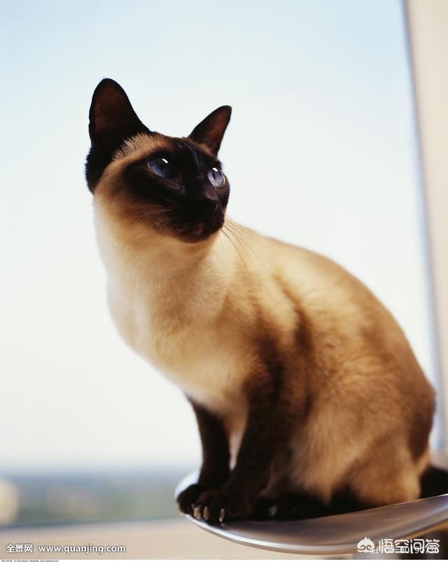品种猫:品种猫到底是什么意思？有哪些猫是品种猫？