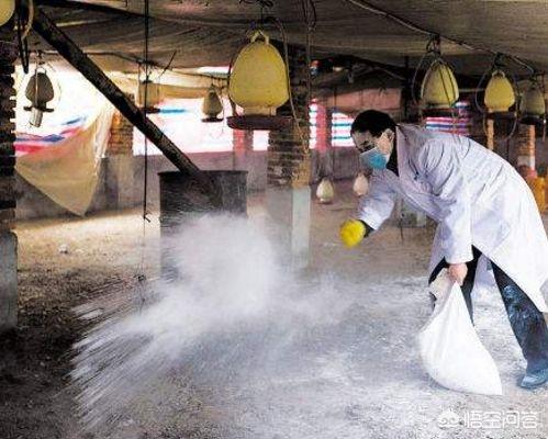 鸡舍环境消毒:鸡舍带鸡消毒用什么药 给鸡舍消毒容易出现哪些问题，怎样避免？