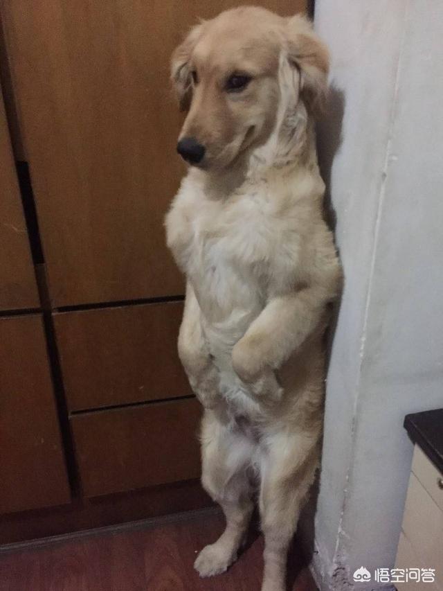 苏缘金毛犬舍:一只金毛大概多少钱，该如何挑选？