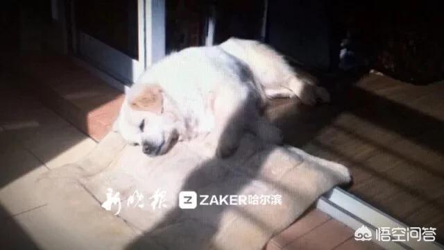 日本 救助犬:遇到可怜的流浪狗到底该不该收养？