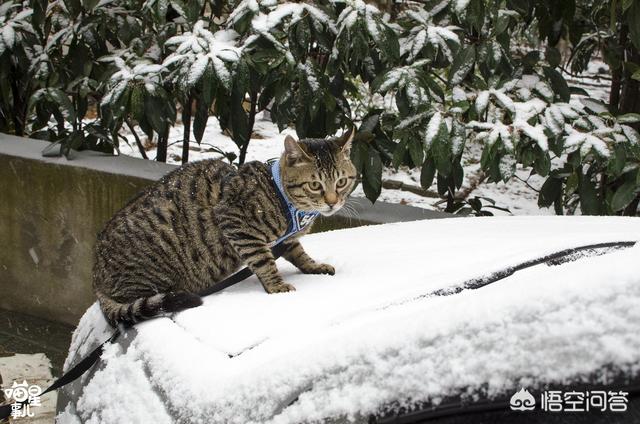 暗中观察 橘猫:应不应该带猫咪到屋外散步？ 暗中观察橘猫表情包