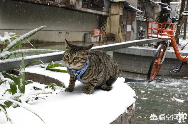 暗中观察 橘猫:应不应该带猫咪到屋外散步？ 暗中观察橘猫表情包