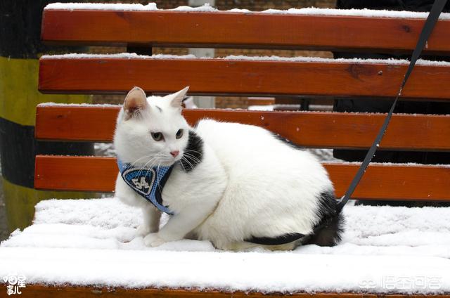 暗中观察 橘猫:应不应该带猫咪到屋外散步？ 暗中观察橘猫表情包