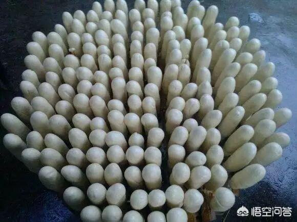 这种长长的"山东馒头"出名吗?-头条问答