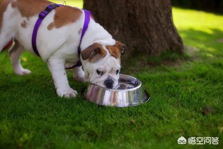英国斗牛犬会看家吗:本人想养只斗牛，但不知道该选英斗，还是法斗内？