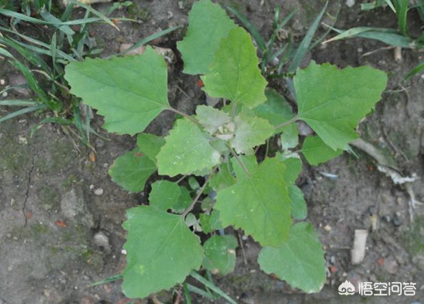 贵阳人吃火锅常见的灰灰菜是什么菜？好吃吗？