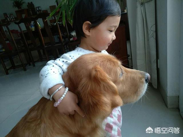 小金毛犬怎么养:金毛狗一天喂几顿好，健康饲养法？