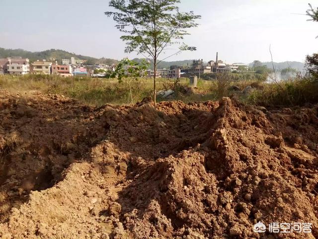 上。穷山深处有只鸟？