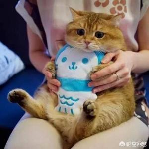 vitakraft好吗:猫咪可以吃的零食有哪些？ vitakraft零食