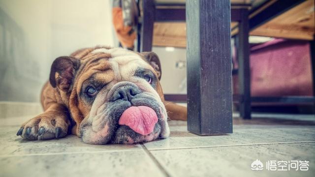 美国爱斯基摩犬价格:爱斯基摩犬阿拉斯加的区别 【狗年说狗】盘点历史上著名萌犬？