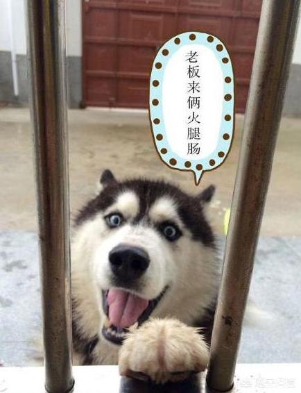 hashiqi比赛数据:二哈的战斗力如何，在同类中是个什么水平？