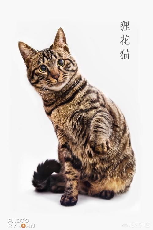 狸花猫属于纯种猫吗？