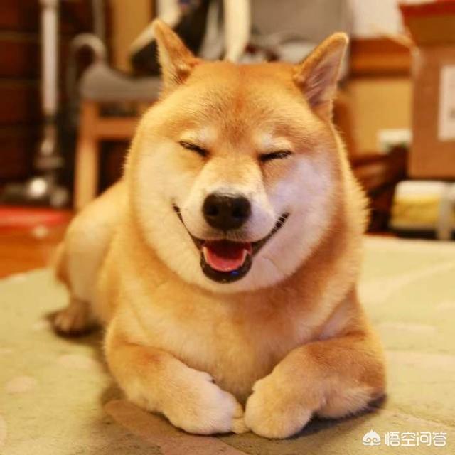 主人宠物写真:宠物主人会愿意让陌生人摸自己的宠物吗？