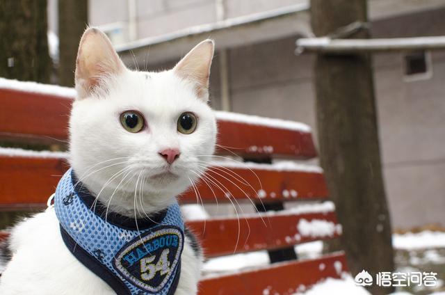 关于流浪狗和流浪猫感悟:小区里面有一只流浪狗，是收养好，还是让它流浪好？