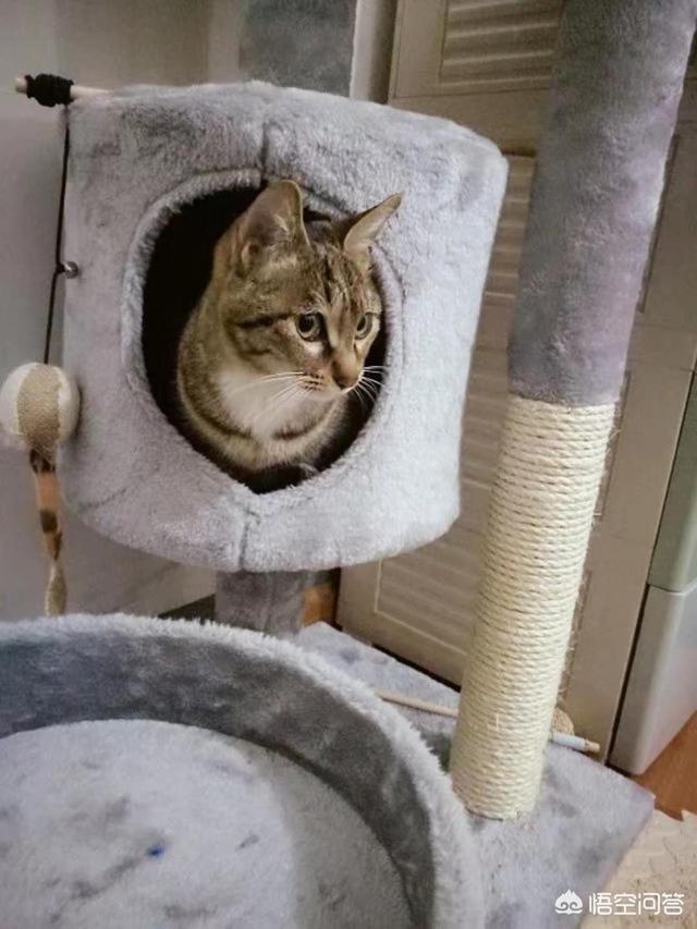 怎么养猫:养猫日记公开大分享!一起来聊聊如何当个合格铲屎官吧？