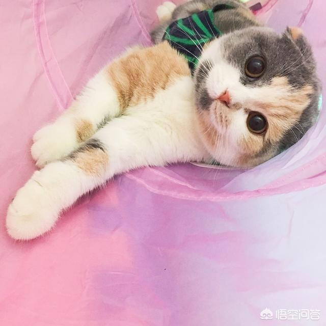 猫咪绝育表情亮了:猫咪做完绝育脾气会不好吗？ 猫咪做绝育的表情亮了
