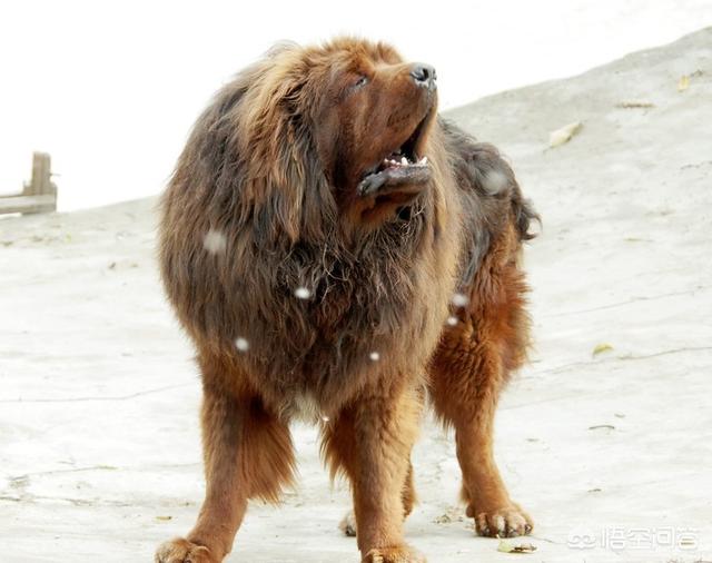 怎样鉴别纯种藏獒:真正纯种的藏獒多吗？生活在哪里？ 怎样鉴别纯种德牧