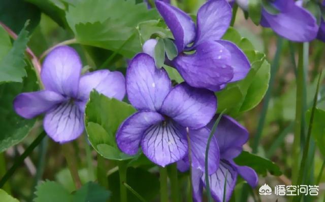 风水十大吉祥花,家里养什么花对自己身体健康好？