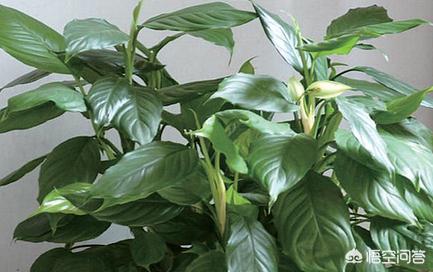 风水十大吉祥花,家里养什么花对自己身体健康好？