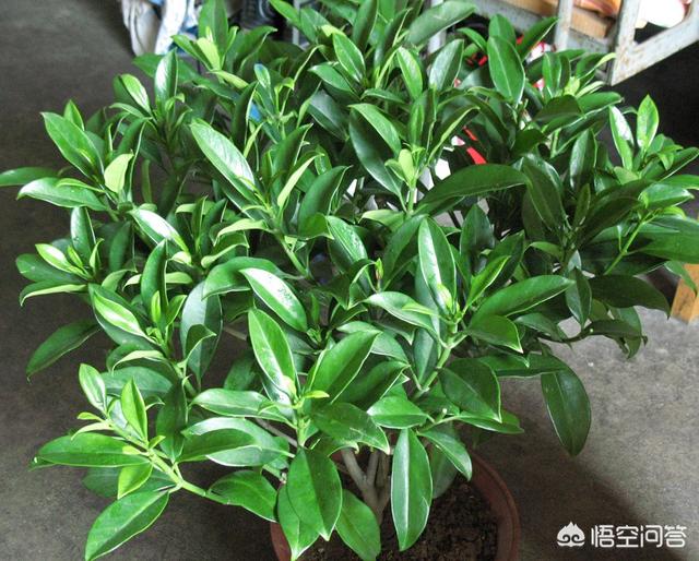 风水十大吉祥花,家里养什么花对自己身体健康好？