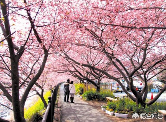 山石花图片,吸水石盆景如何种植植物？