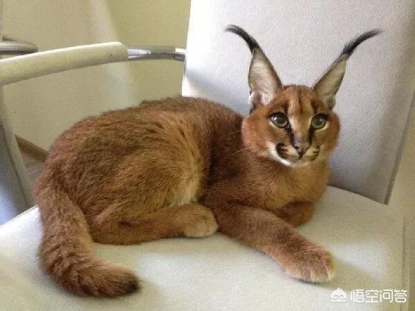 卡拉猫是目前全世界最罕见最昂贵的宠物猫品种只有30只价值2.3万美元土豪去那里要？
