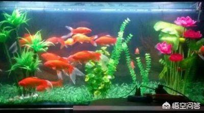 头条问答 鱼缸到底该不该种水草 31个回答