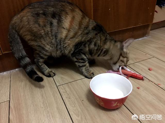 收养流浪猫 求赞助:流浪猫是否都会渴望被那些对它表达友好的人类所收养？ 收养流浪猫吉利吗