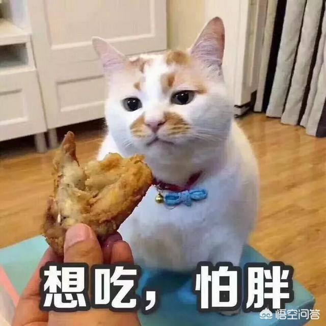 布偶猫幼猫粮哪个好:3个月的布偶猫吃什么好？