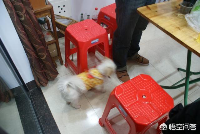 巨型大麦町犬:当狗狗老了，你依然会爱着它，不离不弃吗？