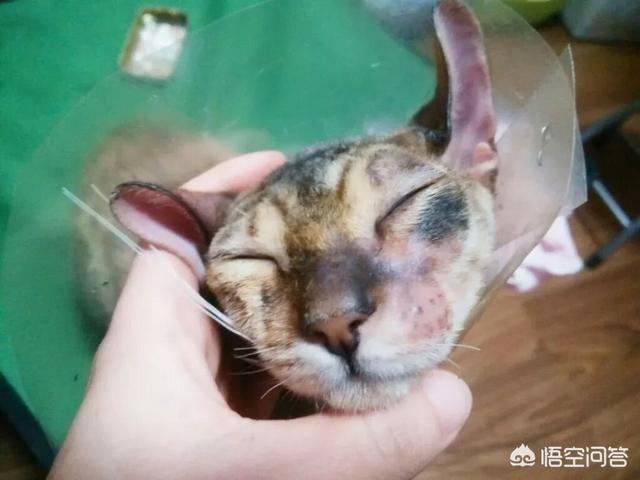 猫癣怎么治:怎样有效便宜的治疗猫咪猫癣？ 猫癣怎么治好得快用什么药膏