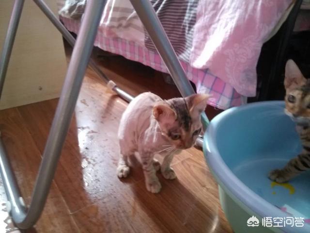 猫癣怎么治:怎样有效便宜的治疗猫咪猫癣？ 猫癣怎么治好得快用什么药膏