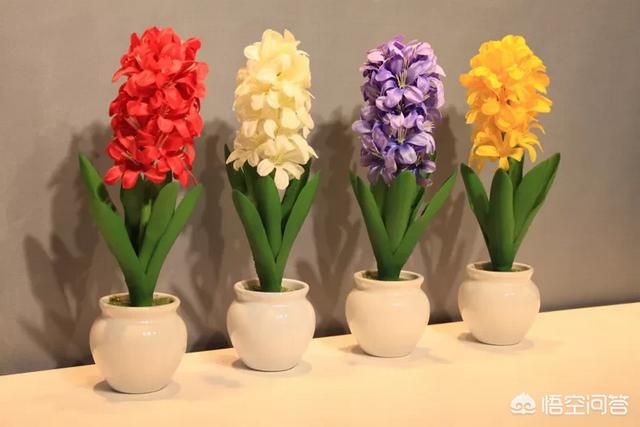 冬天适合栽种什么花？