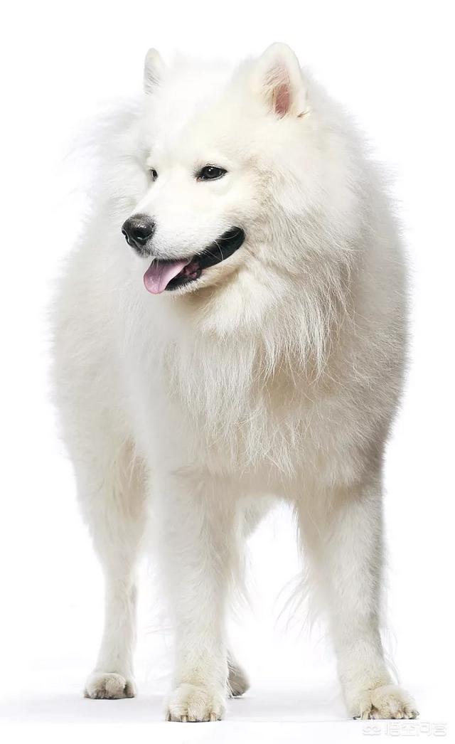 萨摩耶:养萨摩耶是什么样的体验？ 萨摩耶犬多少钱一只