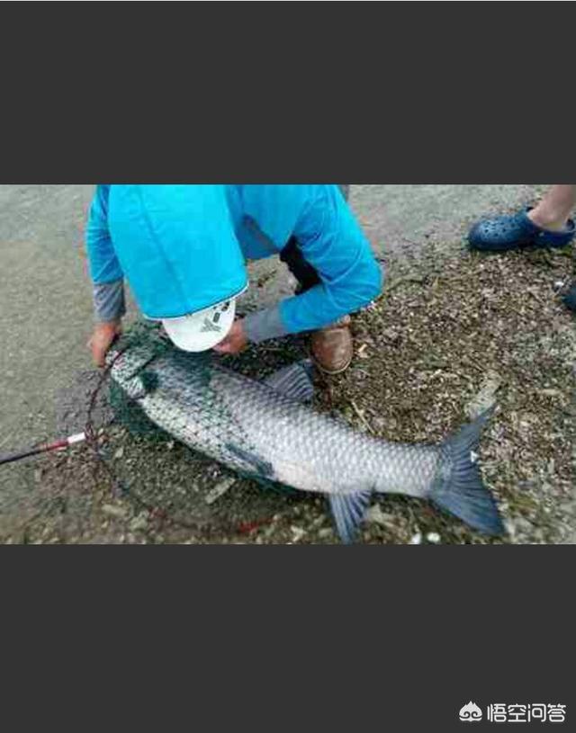 头条问答 - 钓青鱼用什么饵料打窝,用什么饵料挂钩?(5个回答)