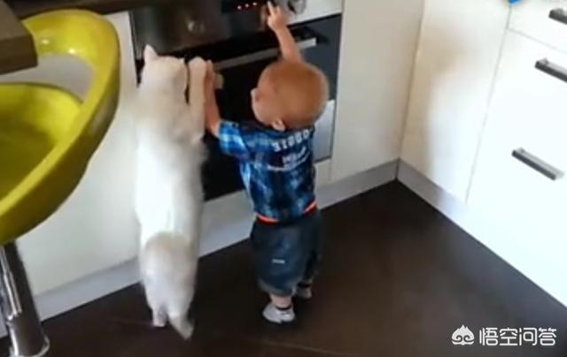 双子座适合养猫还是养狗:猫咪和狗狗哪个更适合养在有孩子的家里？