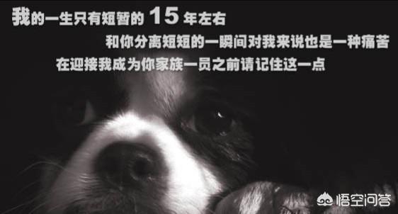 狗狗生病鼓励它的说说:狗狗生了重病，该不该放弃呢？