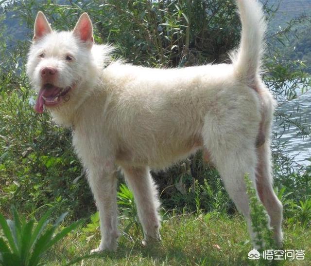 原生态藏獒的尾巴:藏獒为什么打不过平原的土狗？