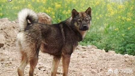 原生态藏獒的尾巴:藏獒为什么打不过平原的土狗？