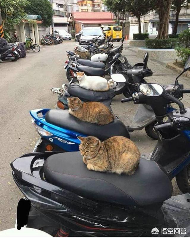 流浪狗和流浪猫评书:为什么有些流浪狗变成了流浪猫的天敌？