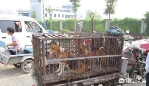假装买狗偷走名犬:如何看待广东一男子偷狗，手筋被挑断这件事？