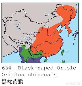 百舌鸟大叫之花口:问一下朋友们这是什么鸟？ 百舌鸟大叫视频