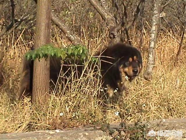 原生态藏獒的尾巴:藏獒为什么打不过平原的土狗？
