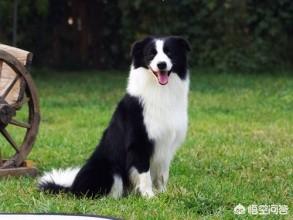 边境牧羊犬的性格特点是什么:边境牧羊犬的聪明，具体表现在哪些方面啊？