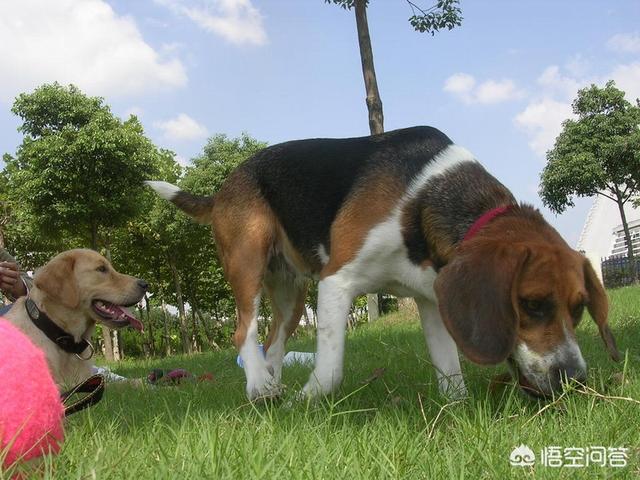 怎样判断用不用打狂犬疫苗图片:被打过疫苗的狗狗咬了还要注射狂犬疫苗吗？为什么？