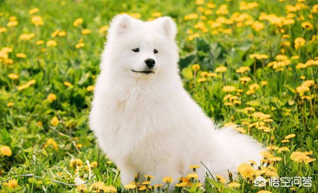 格陵兰犬萨莫耶犬:大白熊犬和萨摩耶有什么区别？