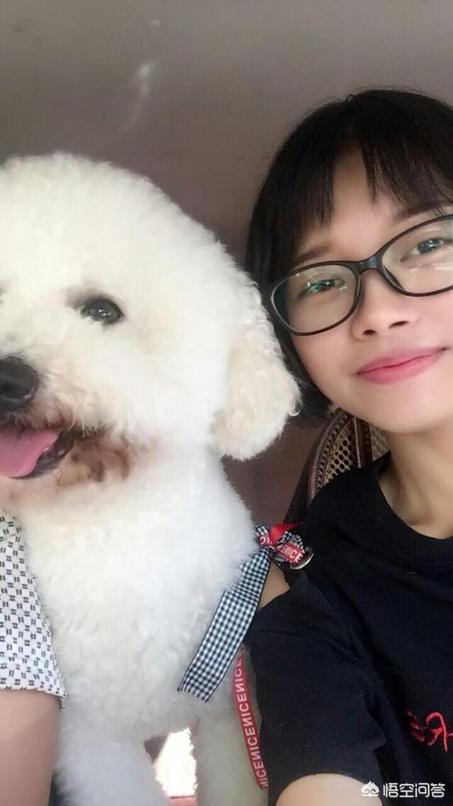 狗狗蛋黄粉怎么做烤箱:上班族如何给狗狗吃自制？