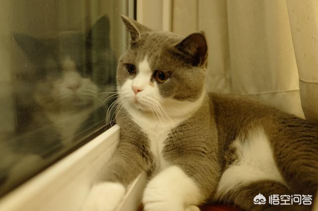 猫咪绝育:你们家没做绝育的猫过的怎么样？