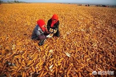 甘肃发现白化野骆驼:为什么现在一提到甘肃，好多人脑海里还是黄沙戈壁和骆驼呢