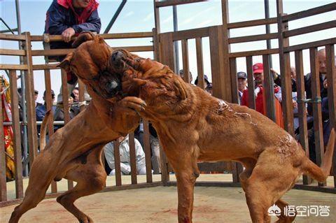 阿根廷杜高vs狮子:杜高犬和比特犬单挑，谁厉害？